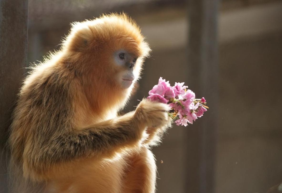 Trois Singes dorés arrivent à Pairi Daiza