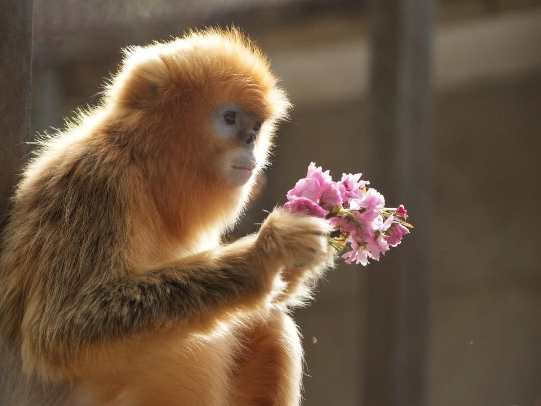 Drie zeldzame Gouden Stompneusapen aangekomen in Pairi Daiza.