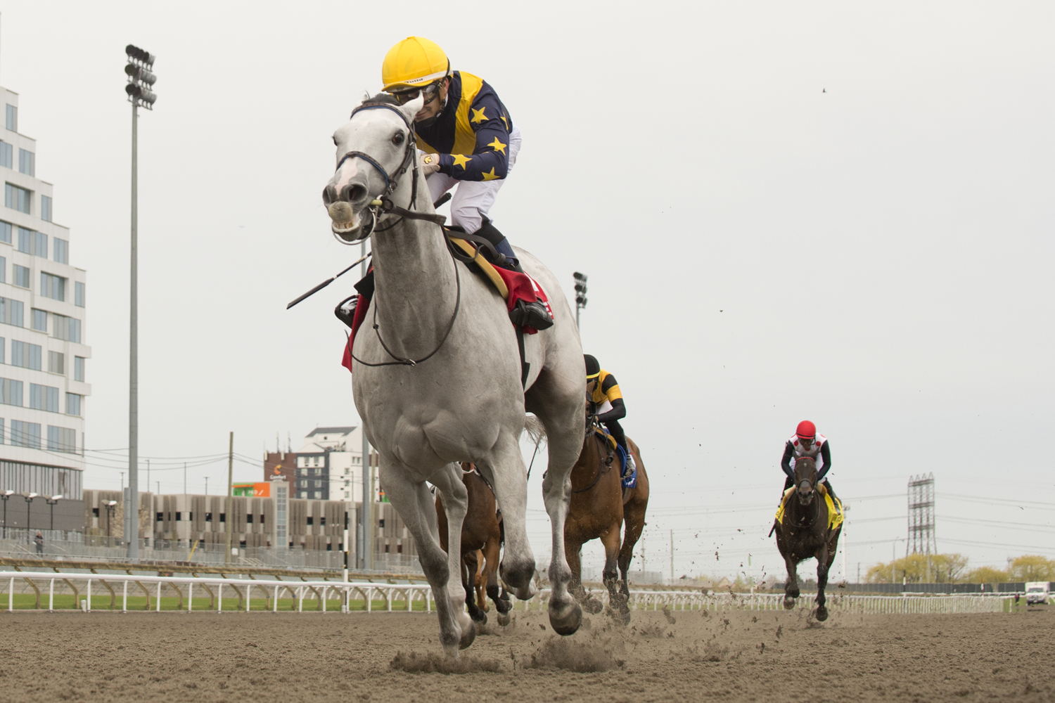 Earhart (FR) and jockey Rafael Hernandez winning the Whimsical Stakes on May 3, 2025 at Woodbine (Michael Burns Photo)