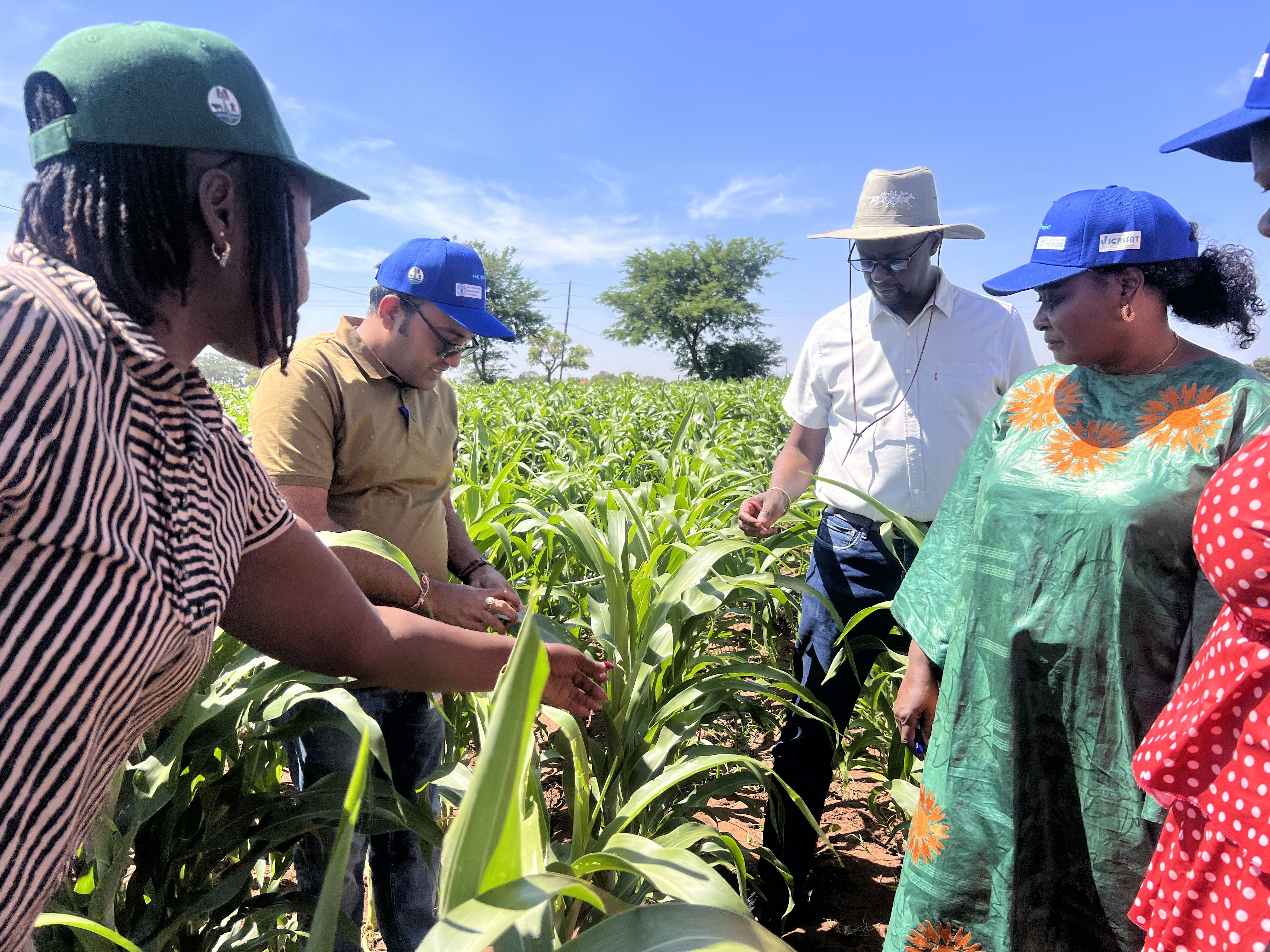 Participants engage in hands-on data collection during their visit to a sorghum field.