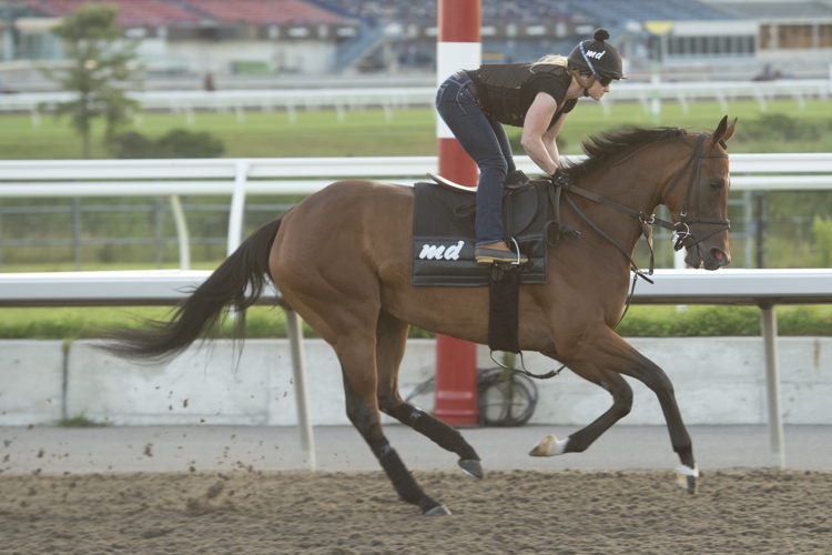 Hurricane Clair training at Woodbine (Michael Burns Photo)