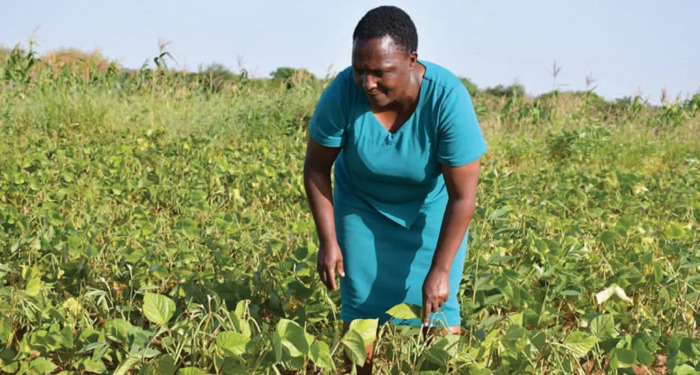 Preview: Culturas inteligentes para o clima melhoram a subsistência dos agricultores no sudeste do Quênia