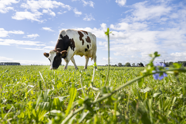 McDonald’s et FrieslandCampina unissent leurs forces pour réduire les émissions de gaz à effet de serre dans la chaîne laitière
