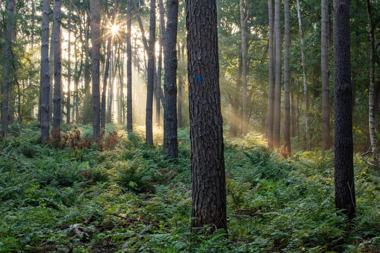 Bosmanshoeckbos (© Gert Arijs)
