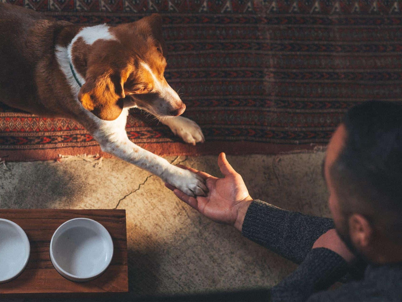Persbericht Figo Pet: Vier baasjes op vijf merkte al ooit dat hun hond het emotioneel moeilijk had