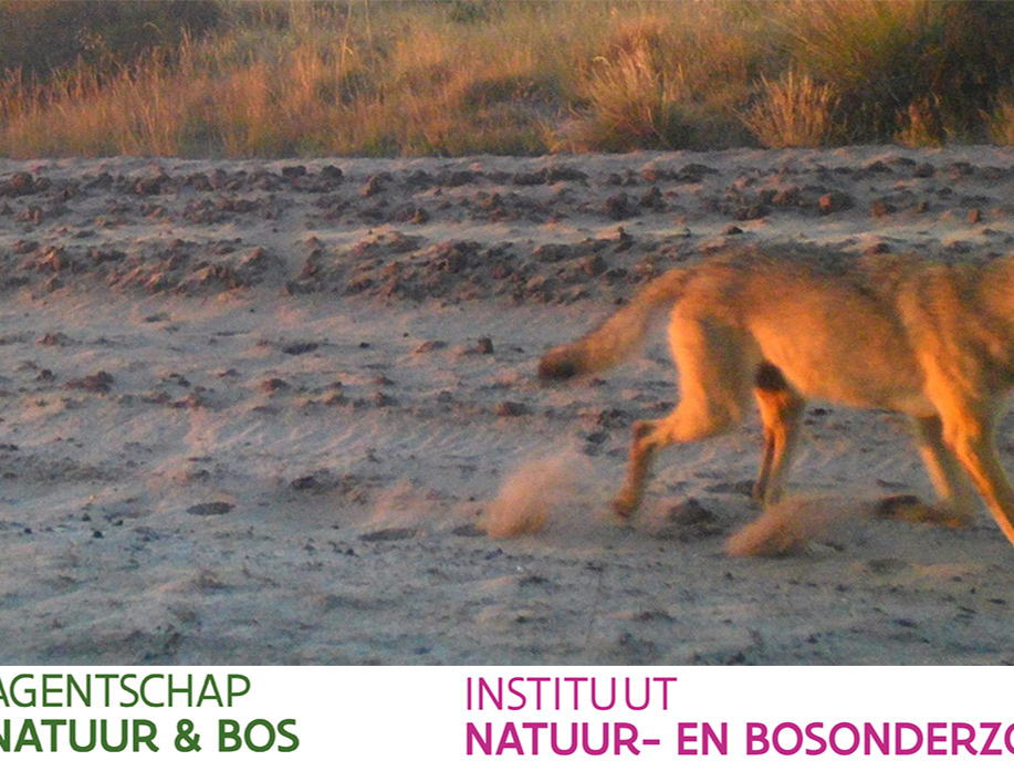 Nieuwe wolf opgedoken in Nationaal Park Bosland