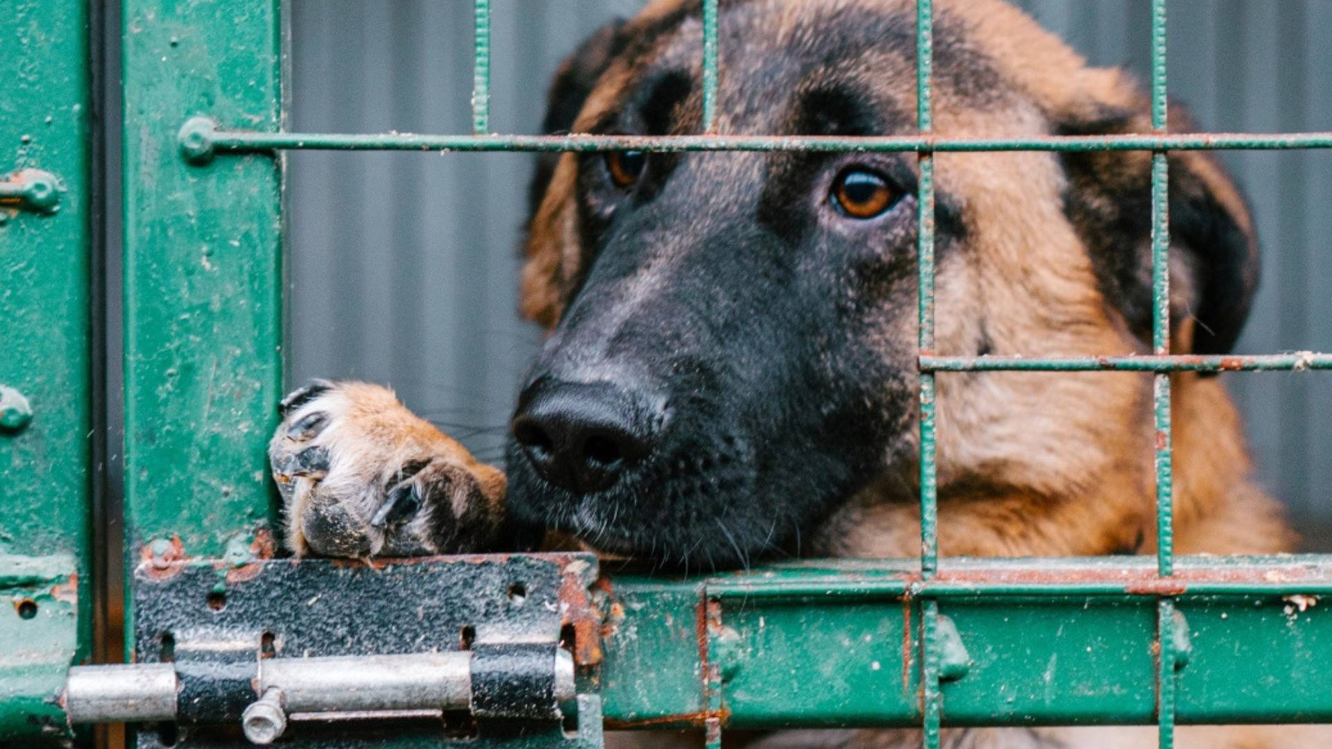 Kamer verwerpt wetsvoorstel dat organisaties als GAIA of Animal Rights opnieuw moest toelaten mishandelde dieren voor de rechter te verdedigen