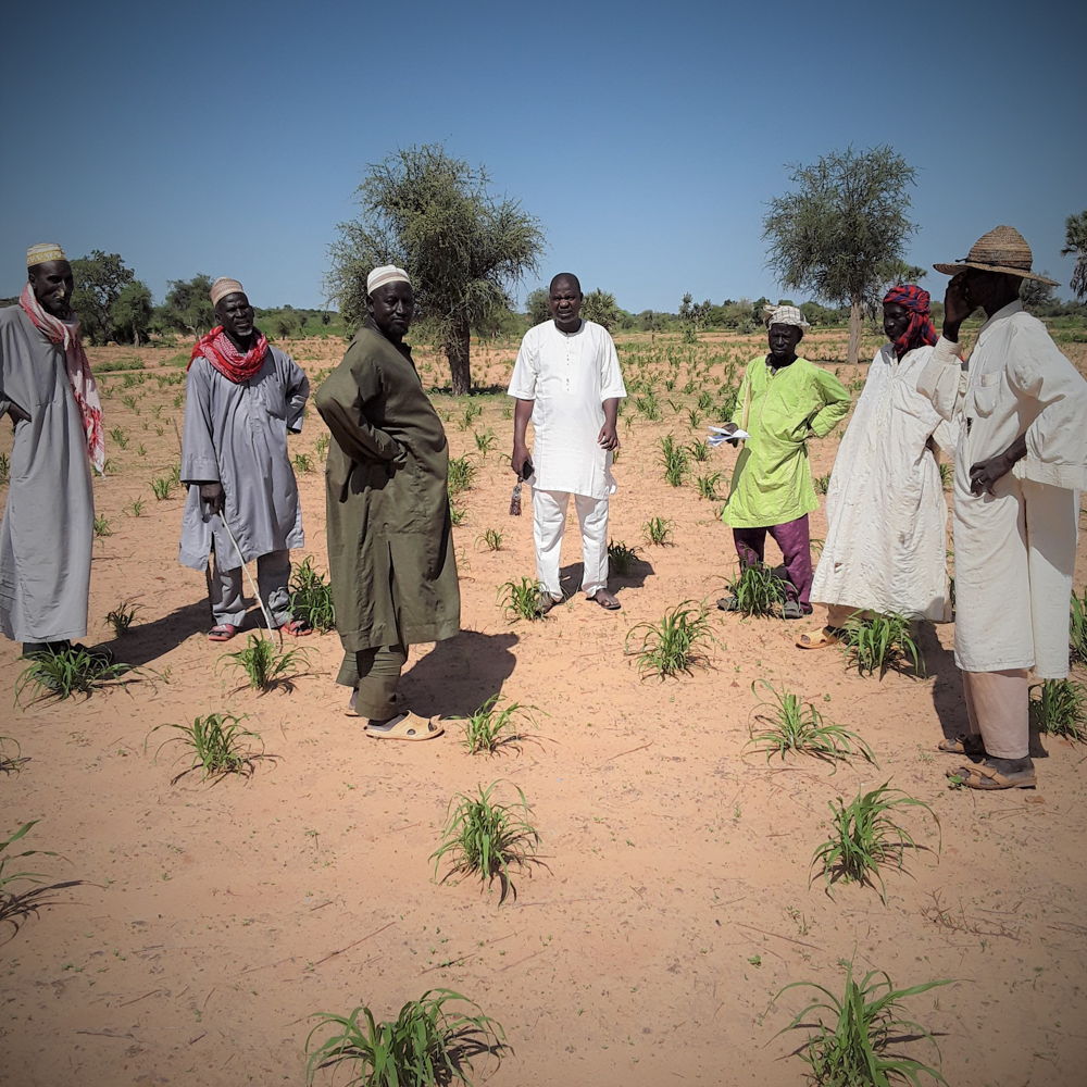 On-farm-trial, Torodi, Niger courtesy Feed the Future