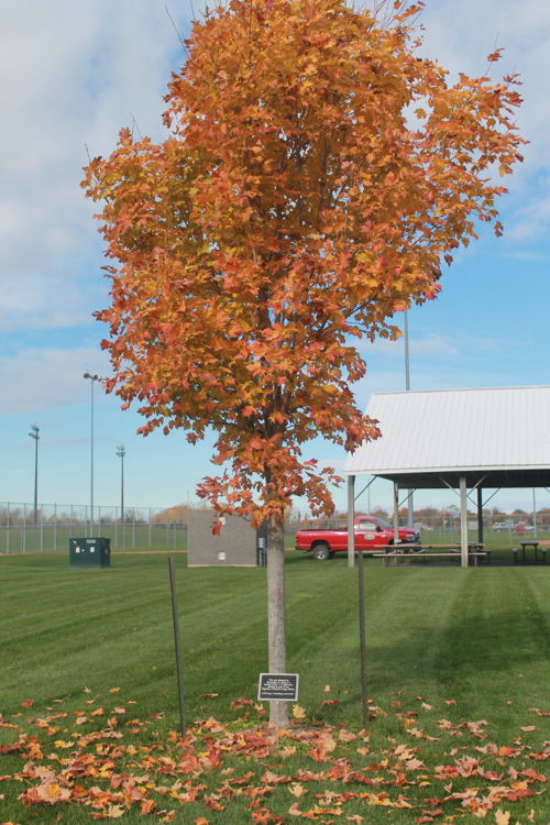 HOH Tree Campaign tree planted- Nov 4 - Bain Park, Trenton