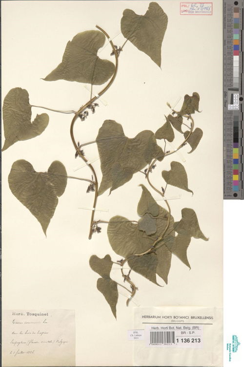 herbarium bos t'Ename