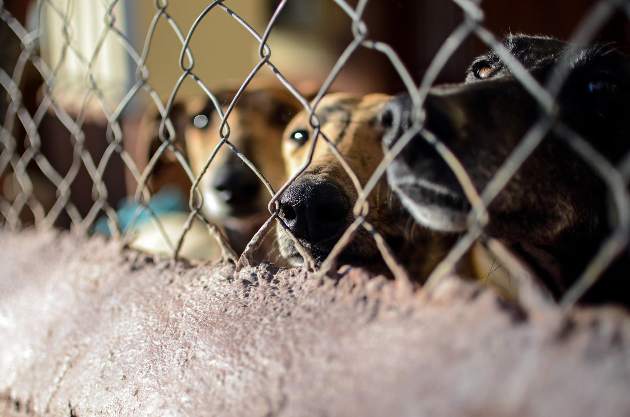 Preventive measures can avoid increase in shelter dogs and bite incidents