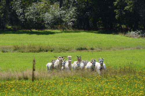 toekomstige begrazers