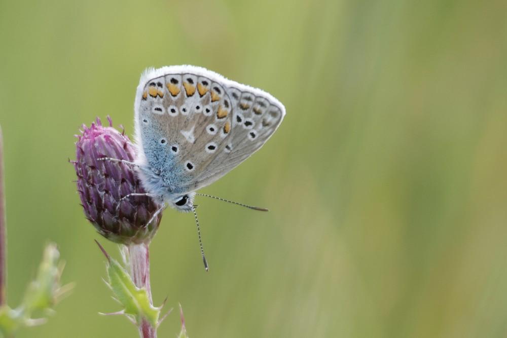 Het Icarusblauwtje in een bloemenakker met vlinderbloemigen ©VlaamseLandmaatschappij, BregtDesmet