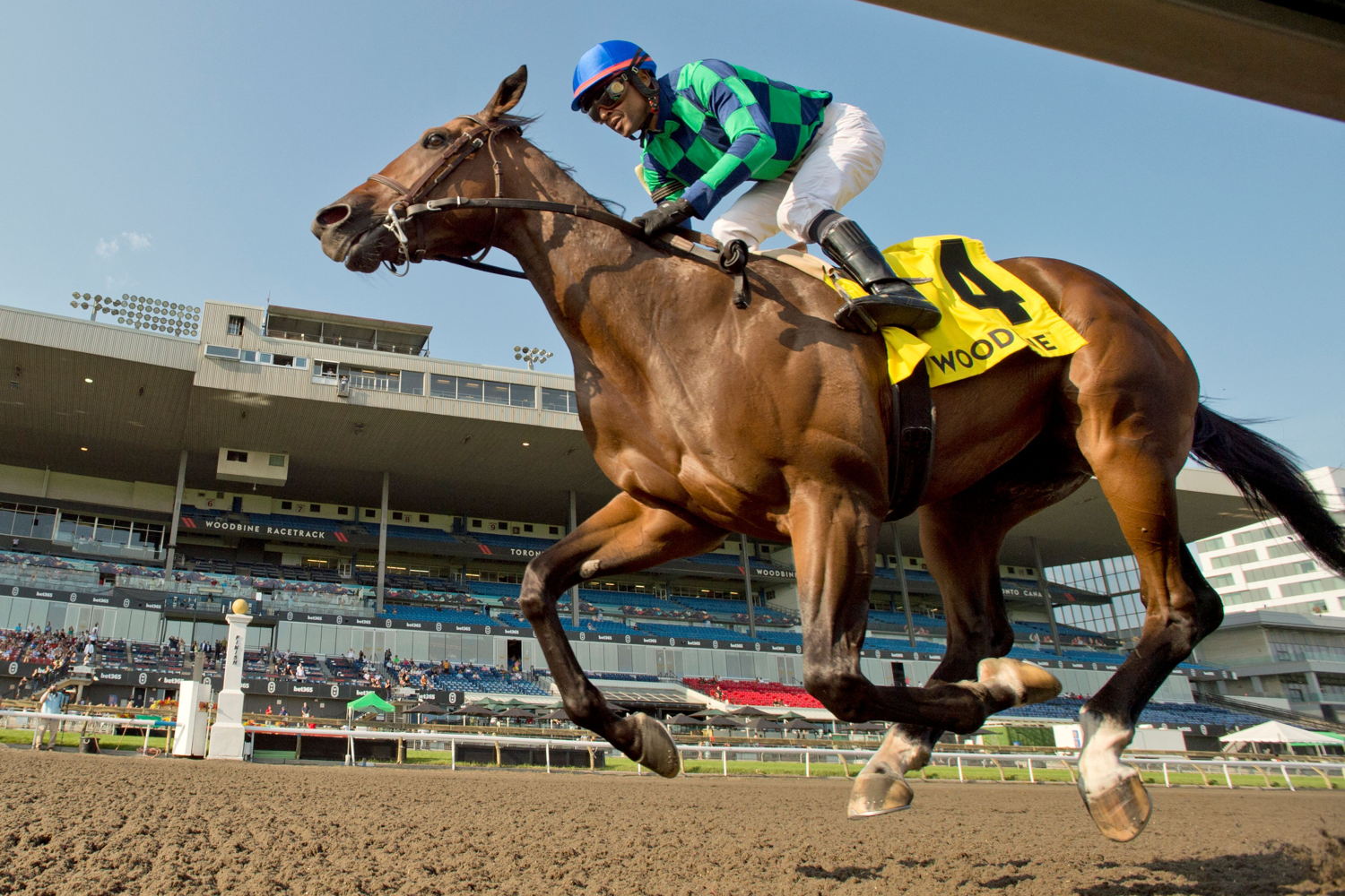 Scorching and jockey Patrick Husbands winning the Simcoe Stakes on August 25, 2024 at Woodbine (Michael Burns Photo)