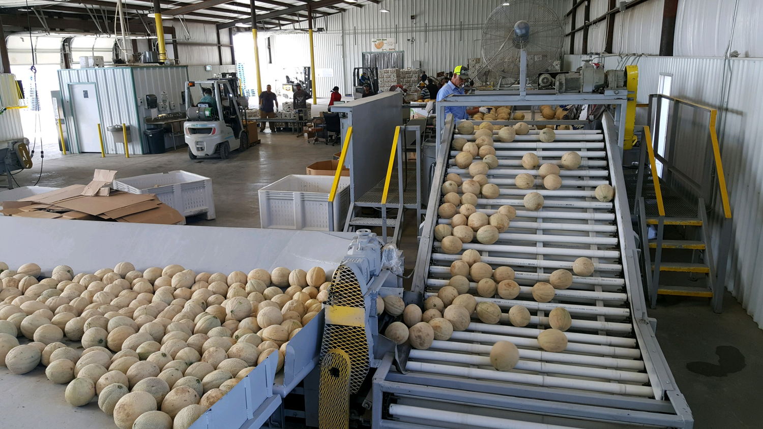 Rocky Ford Cantaloupes move through the Hirakata Farms packing shed as they're processed for shipping