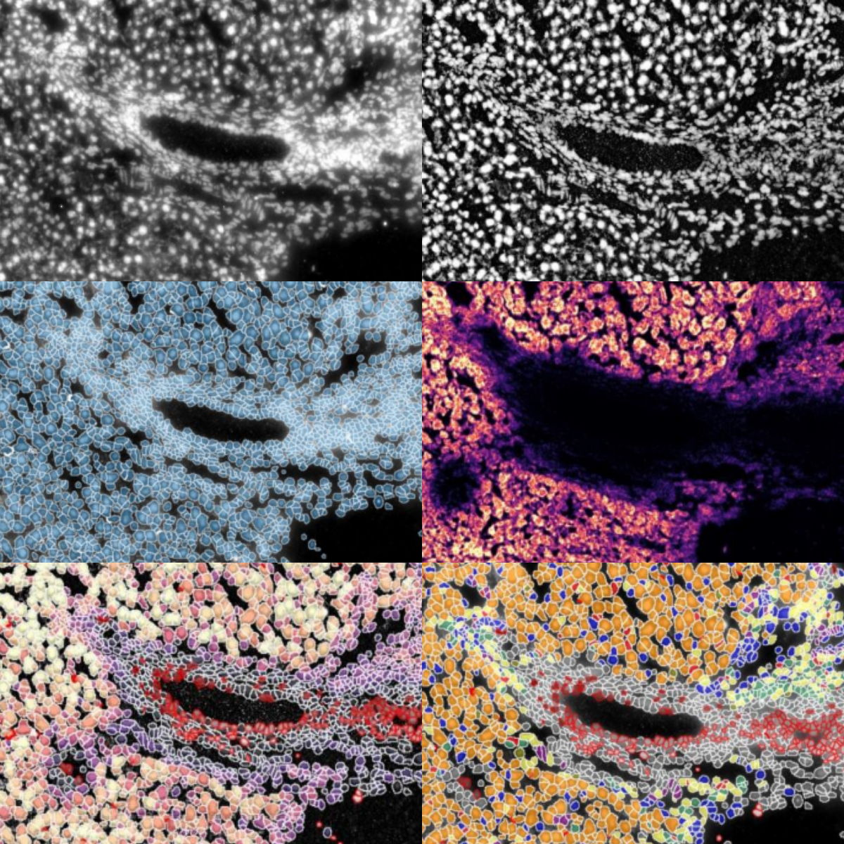 SPArrOW provides multiple visual quality checks, including processed imaging, segmentation accuracy, transcript density, and cell filtering based on transcript count.