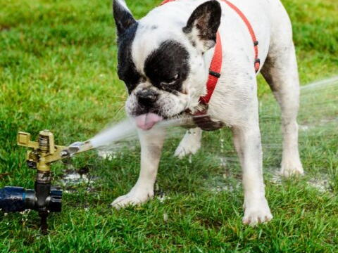 4 belges sur 10 gaspillent de l’eau…