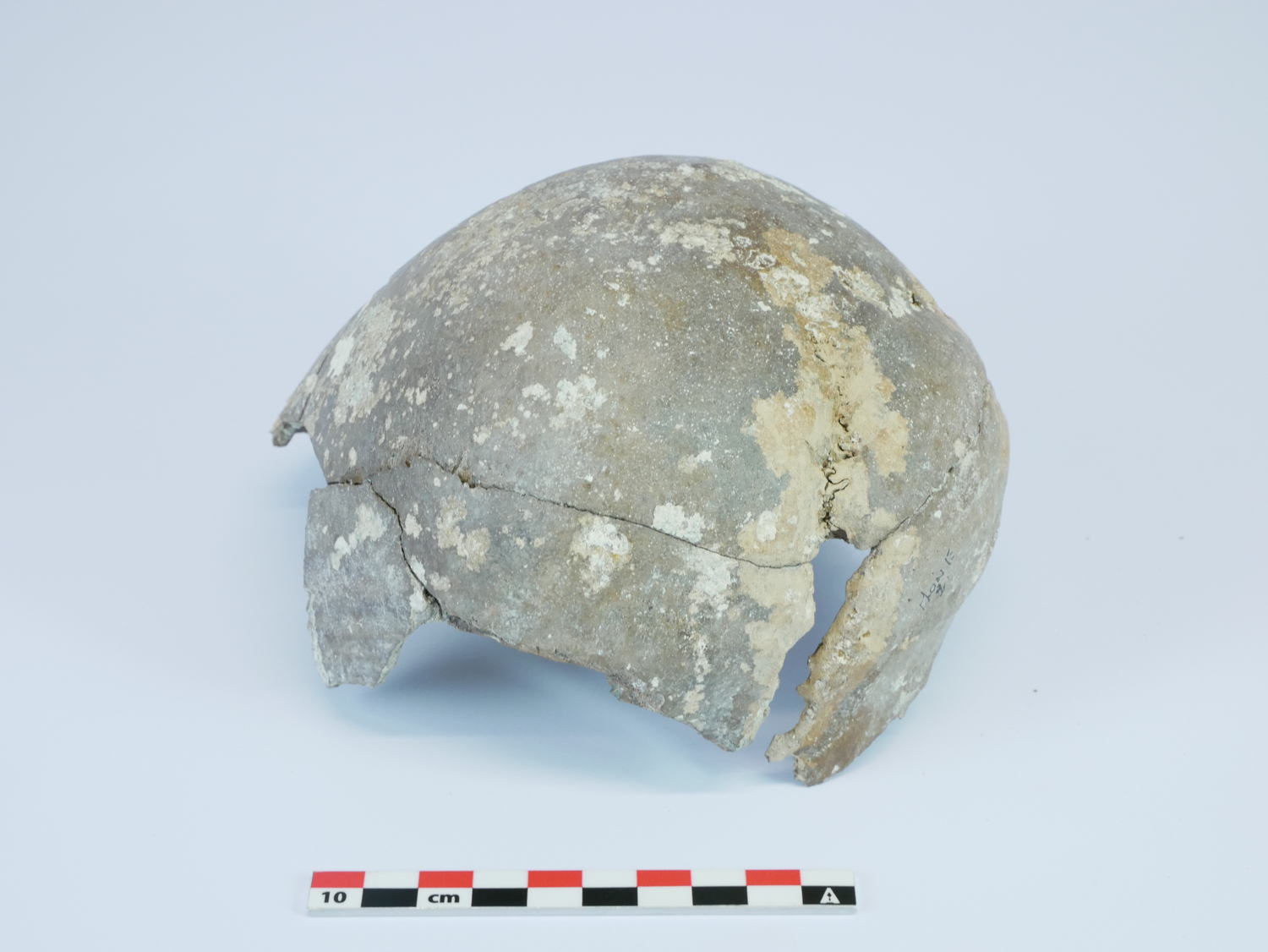 oudste schedelfragment van Vlaanderen gevonden aan stuw Ename