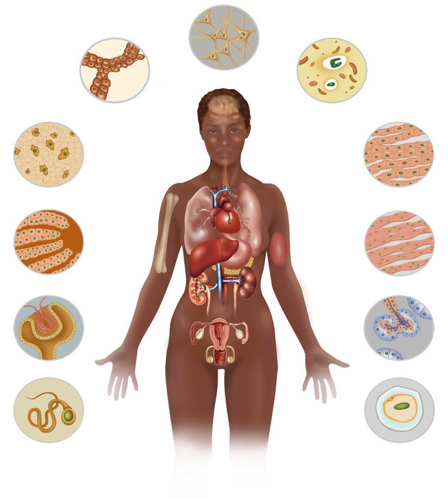 Illustration detailing the various cells found in the human body. Shown here are cells from (bottom left, around to bottom right) sperm (male), the kidneys, the liver, bones, the lungs, the brain, blood, the heart, muscle, the pancreas and eggs (female). AKG8728312 ©akg-images / Science Source Illustration detailing the various cells found in the human body. Shown here are cells from (bottom left, around to bottom right) sperm (male), the kidneys, the liver, bones, the lungs, the brain, blood, the heart, muscle, the pancreas and eggs (female). AKG8728312 ©akg-images / Science Source