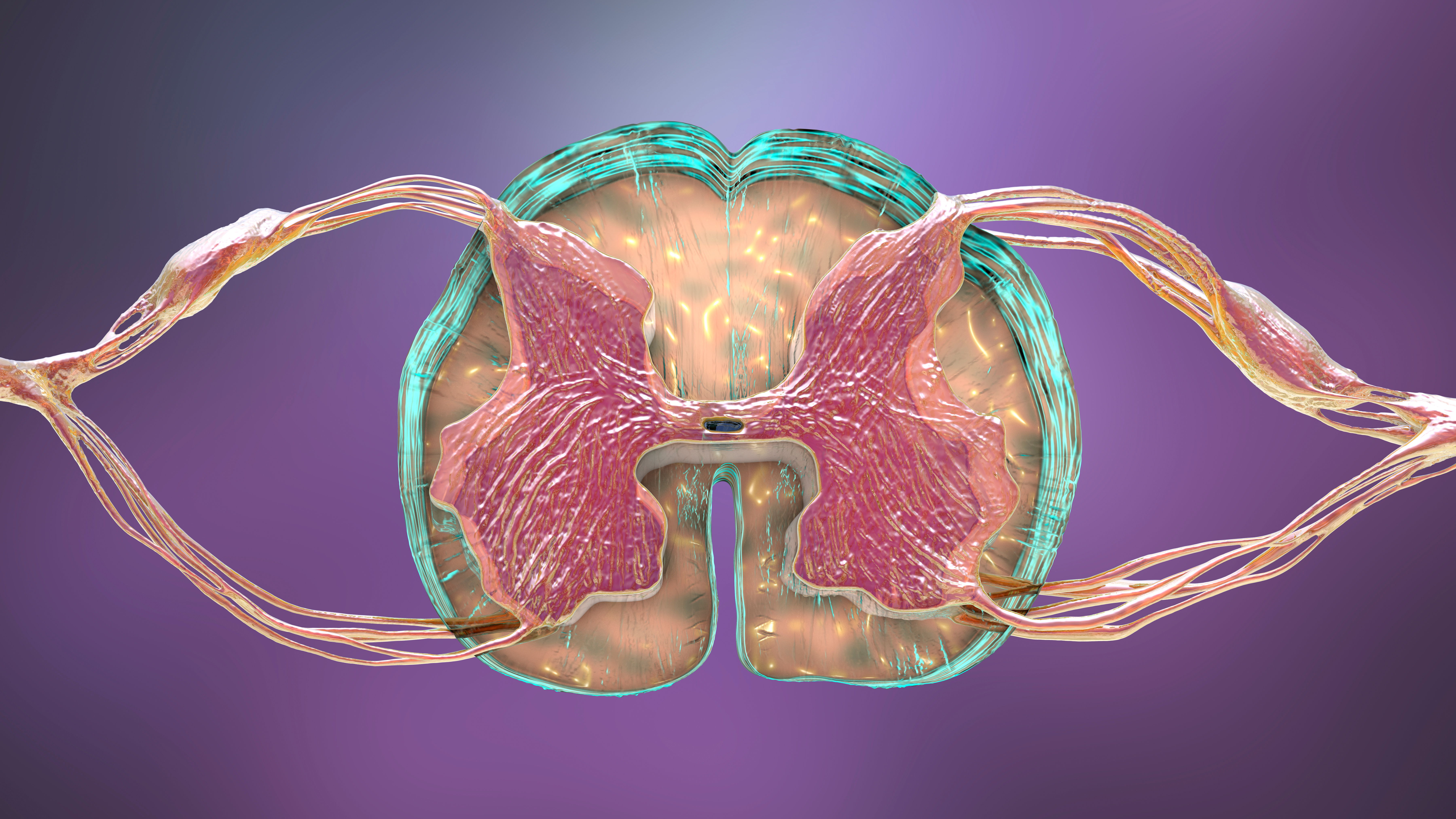 3D-illustratie van een doorsnede van de menselijke ruggengraat