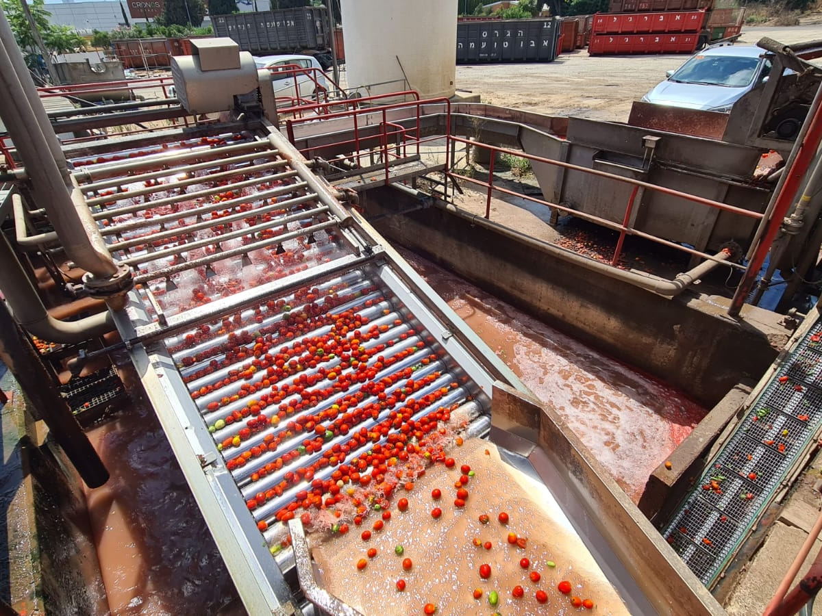 Tomatoes are given the leading role in Lycored’s 2022 harvest livestream