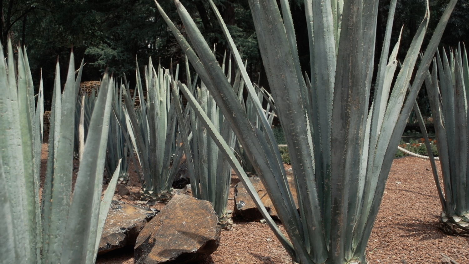 Campos de los Dragones, Jardín Botánico de Chapultepec