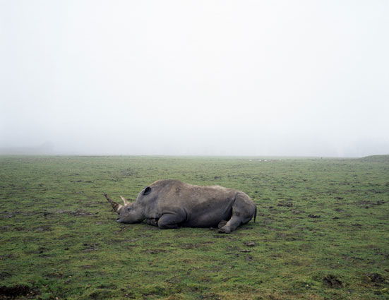 Geert Goiris, Rhino in fog, 2003