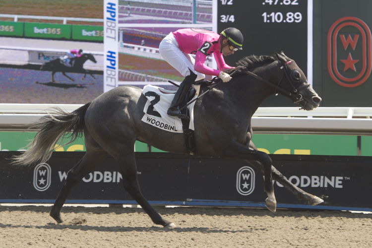 My Boy Prince and jockey Sahin Civaci winning the King Corrie Stakes on May 19, 2024 at Woodbine (Michael Burns Photo)