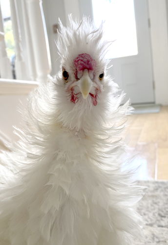 The new Royal Ambassador, Duke the Silkie Frizzle