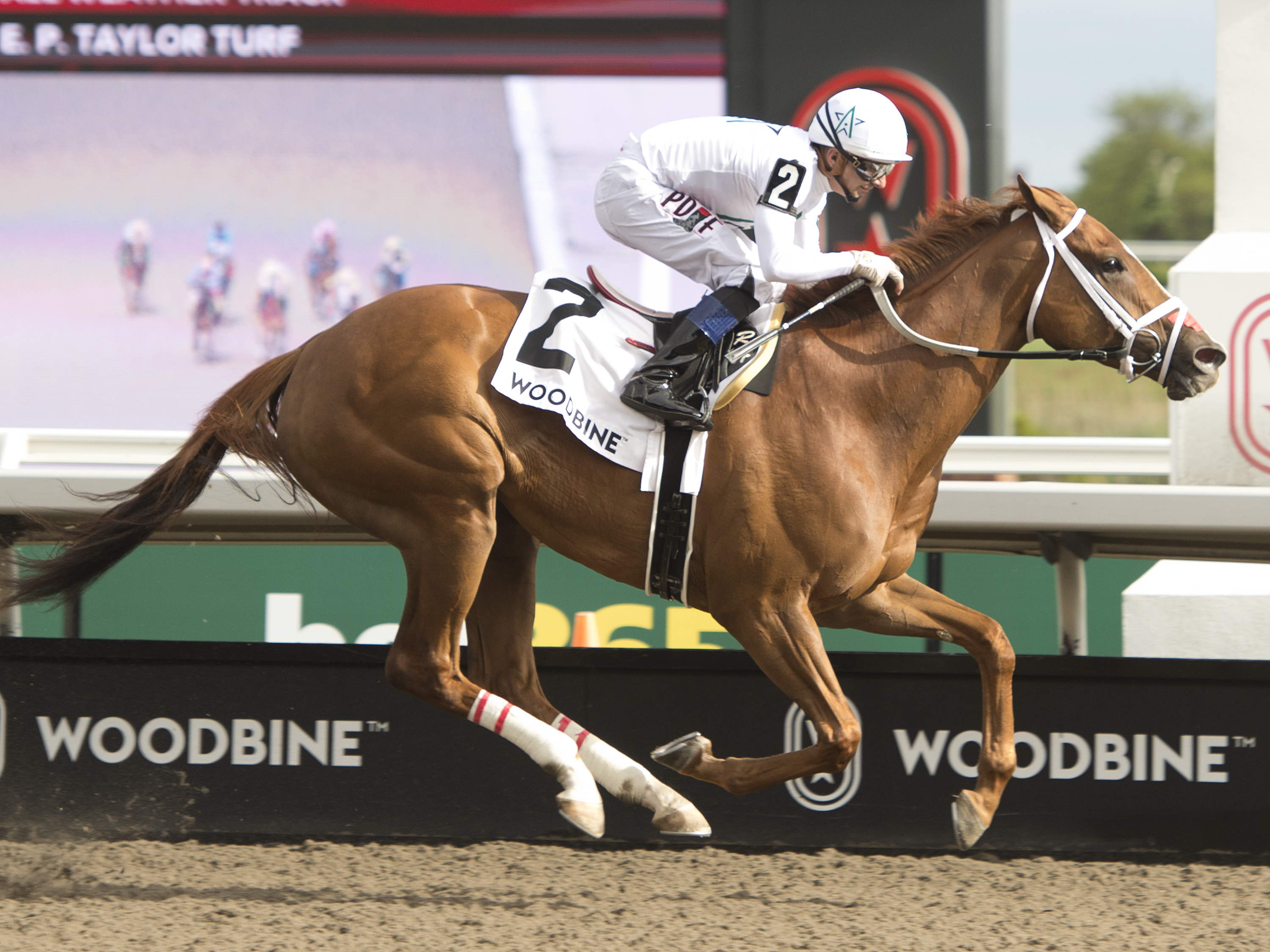 Grade 2 Highlander, Nassau part of stellar five graded stakes card Saturday at Woodbine