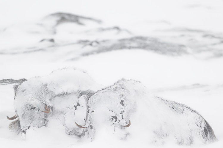 © Pascal Beaudenon, France, Finalist, Professional competition, Wildlife & Nature, Sony World Photography Awards 2025 - 1