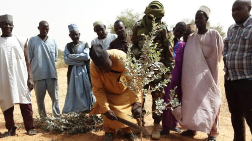 Championing Sustainable Agriculture in Niger 