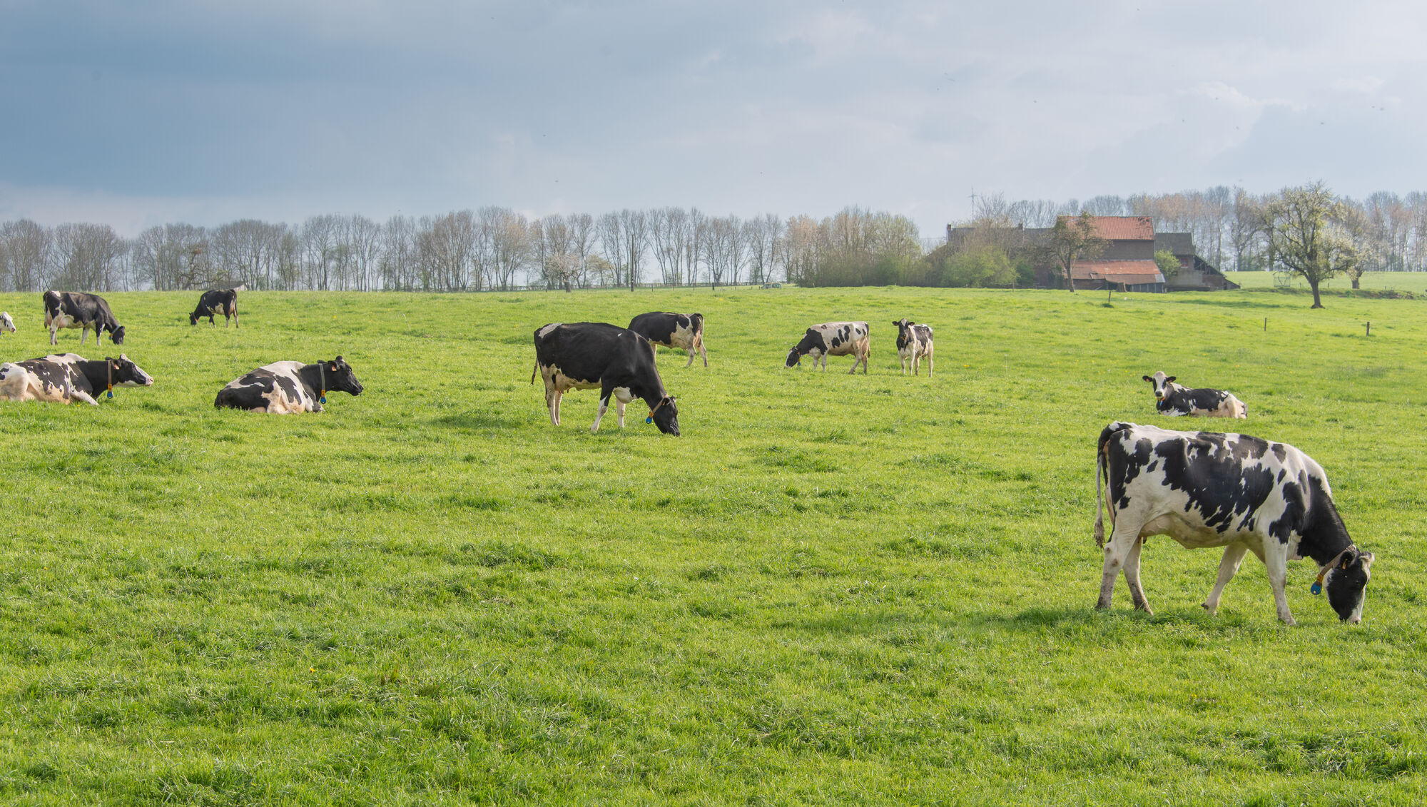 Compensatievergoeding mogelijk voor nulbemesting door Stikstofdecreet 