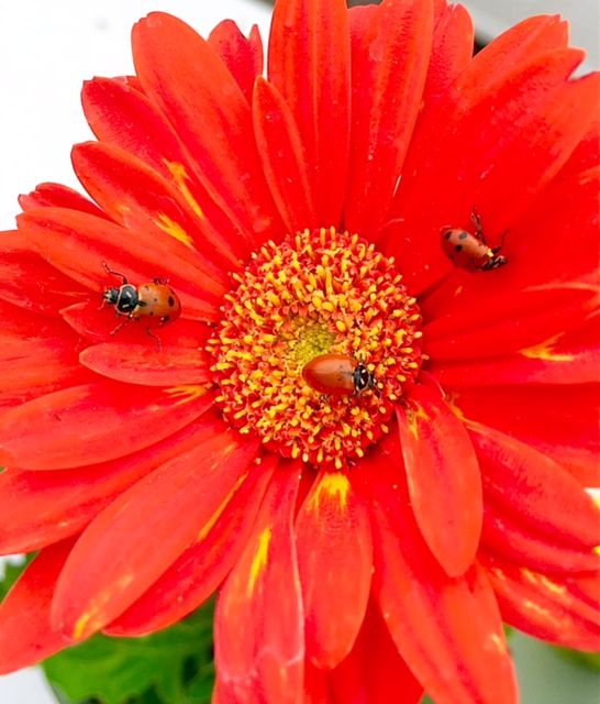 Ladybugs on Flower (photo credit Pike Nurseries)