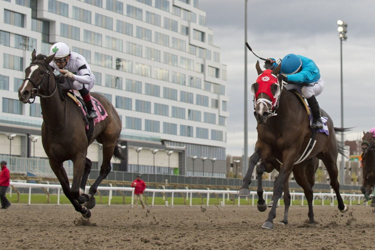Millie Girl and jockey Rafael Hernandez winning the Ontario Matron Stakes on October 14, 2023 at Woodbine (Michael Burns Photo)