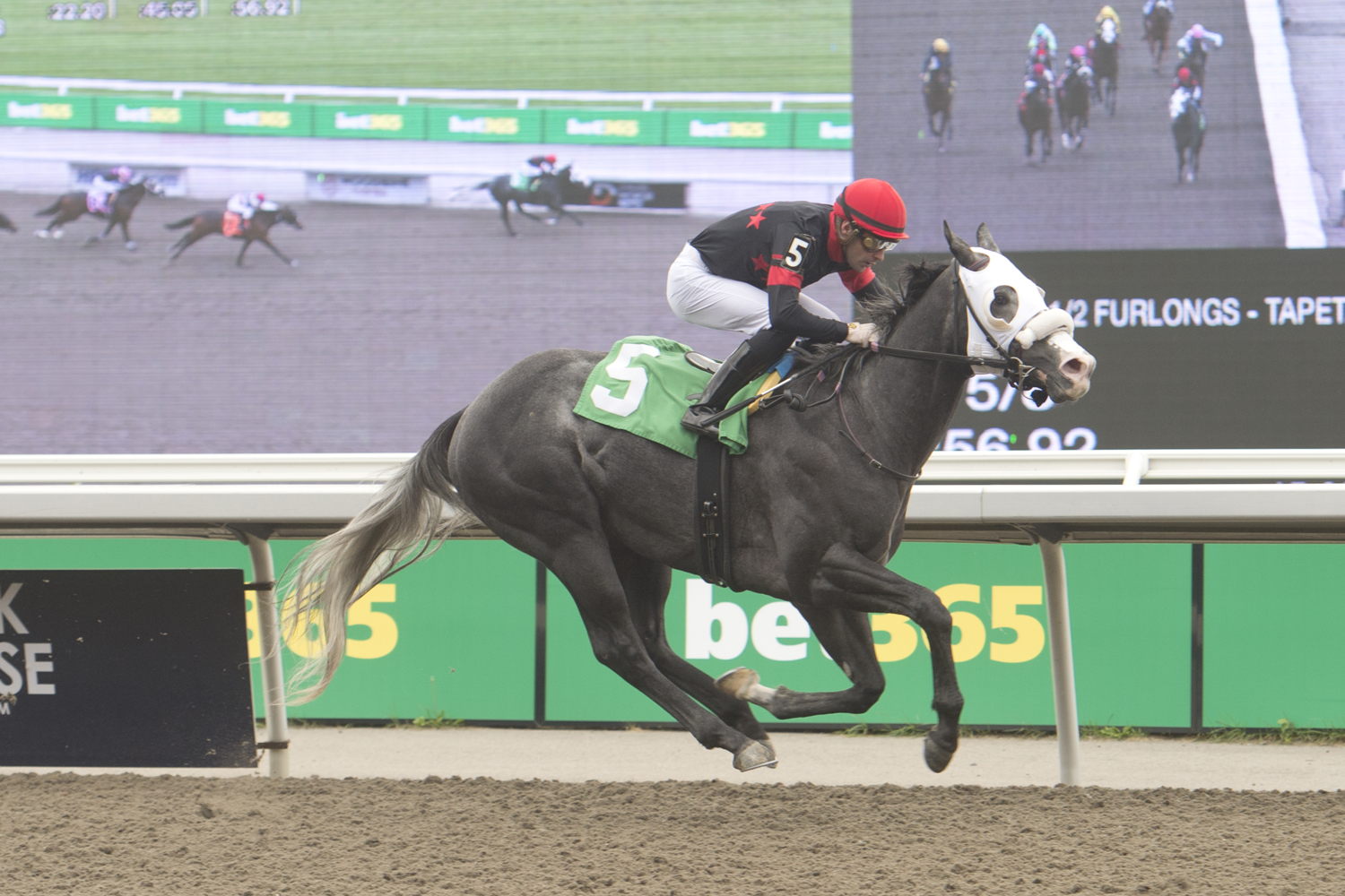 Frac Dancer and jockey Sahin Civaci winning Race 2 on October 15, 2023 at Woodbine (Michael Burns Photo)