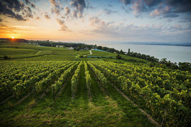 Vineyards between Hagnau and Meersburg; sunrise (c) Lookphotos / Daniel Schoenen