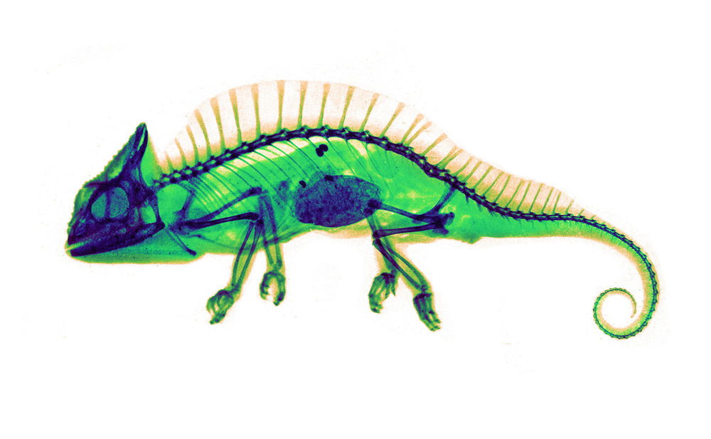 Historical X-ray of a crested chameleon. Taken by Josef Maria Eder (Austrian, 1855-1944) and Eduard Valenta (Austrian, 1857-1937). Photogravure, 1896. Eder was the director of an institute for graphic processes and the author of an early history of photography. With the photochemist Valenta, he produced a portfolio in January 1896, less than a month after Wilhelm Conrad Rontgen published his discovery of X-rays. Eder and Valenta-s volume, from which this plate derives, demonstrated the X-ray-s magical ability to reveal the hidden structure of living things. Human hands and feet, fish, frogs, a snake, a chameleon, a lizard, a rat, and a newborn rabbit are all presented in exquisitely printed photo-gravures, as are carved cameos and an assortment of natural materials. In an era when photography-s ability to accurately depict the visible world had become commonplace, this newfound capacity to record the invisible opened up a host of possibilities, both scientific and aesthetic. AKG5466161 ©akg-images / Science Source
