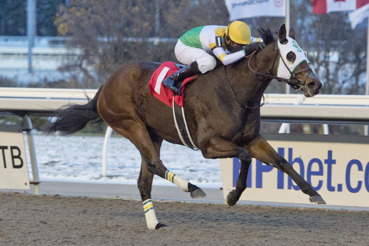 Hard Edge and jockey Eswan Flores winning race 7 on November 19, 2022 at Woodbine (Michael Burns Photo)
