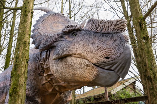 Pachyrhinosaurus 