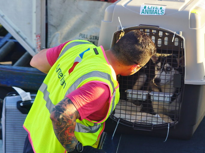 Reuniting pets with their owners one mile at a time