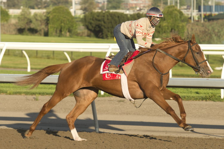 Elysian Field preparing for the Breeders' Stakes at Woodbine (Michael Burns Photo) Elysian Field preparing for the Breeders' Stakes at Woodbine (Michael Burns Photo)