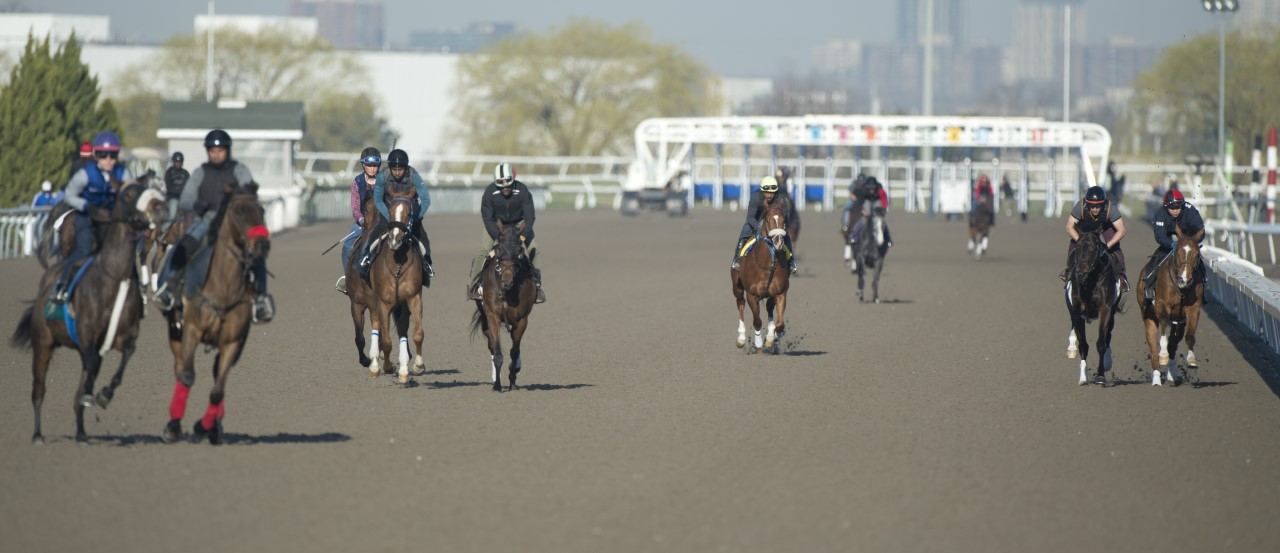 The Woodbine racing surfaces have been active each morning in the days leading up to the new season. (Michael Burns photo)
