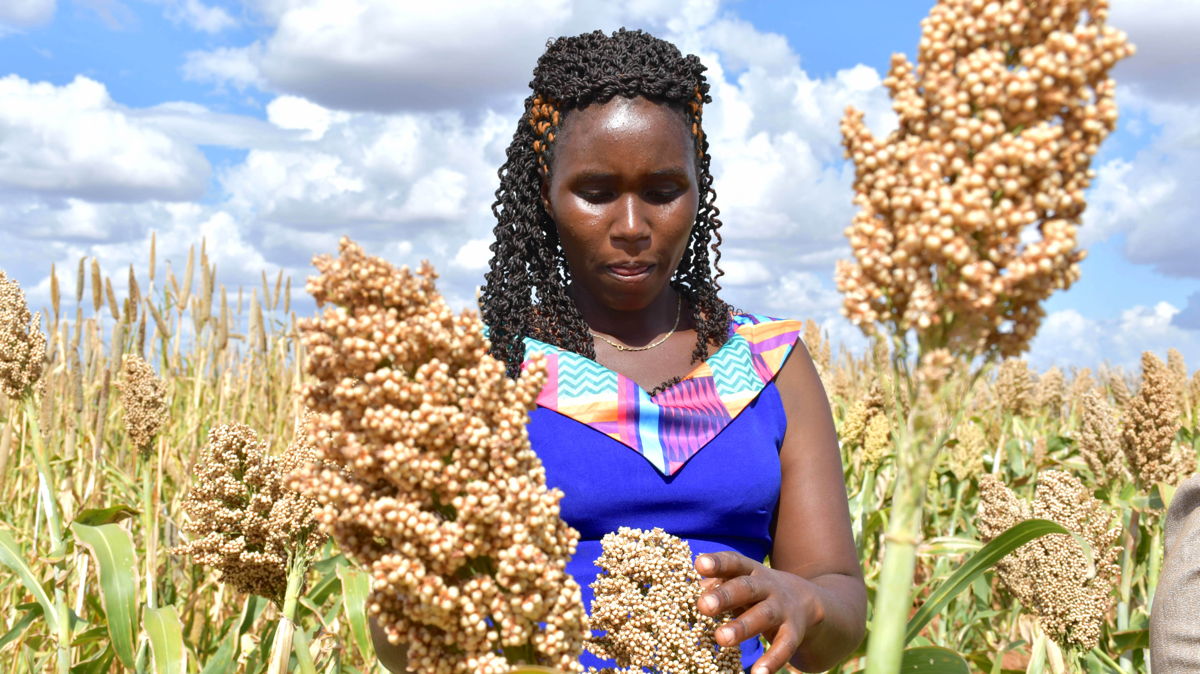 The impact of training and adoption of climate resilient crops has given hope to farmers