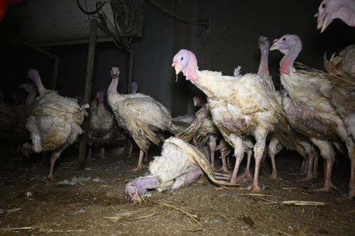 Turkey farms in Flanders: dire poverty