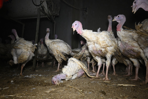Preview: Turkey farms in Flanders: dire poverty