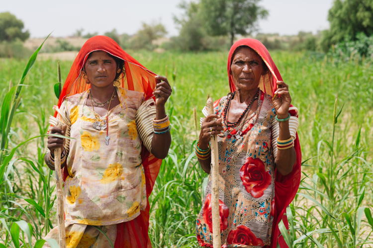 Women farmers in pearl millet field.