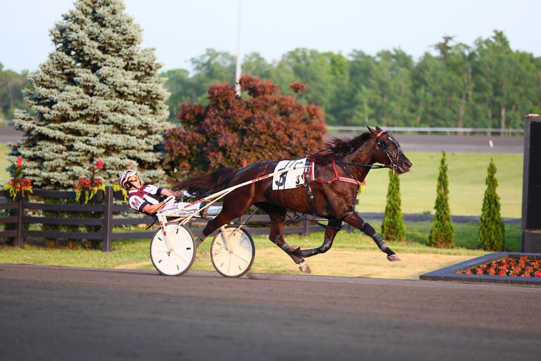 Logan Park winning the Preferred Trot on June 3, 2024 at Woodbine Mohawk Park. (New Image Media)