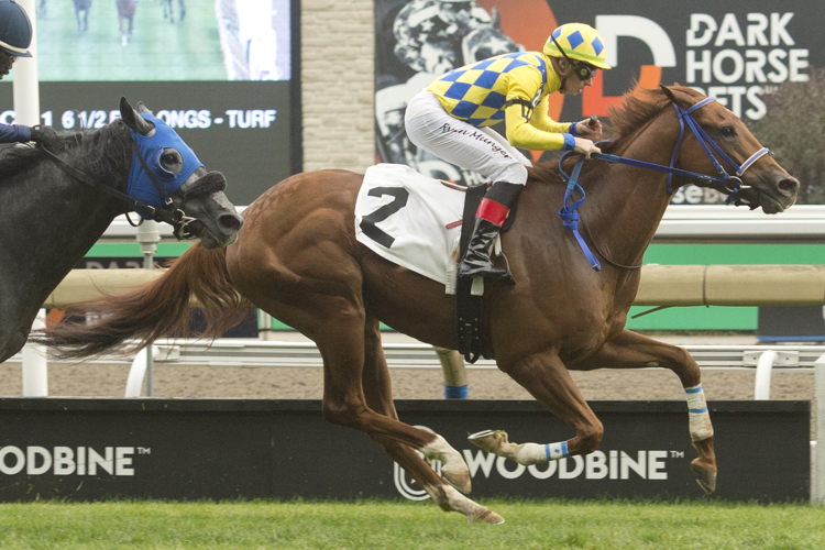 Forester Humor and jockey Ryan Munger winning Race 1 on October 5, 2023 at Woodbine (Michael Burns Photo)
