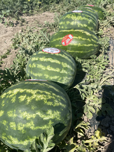 Welcome back to Colorado's favorite summer snack: Rocky Ford Growers Association Cantaloupe has arrived!